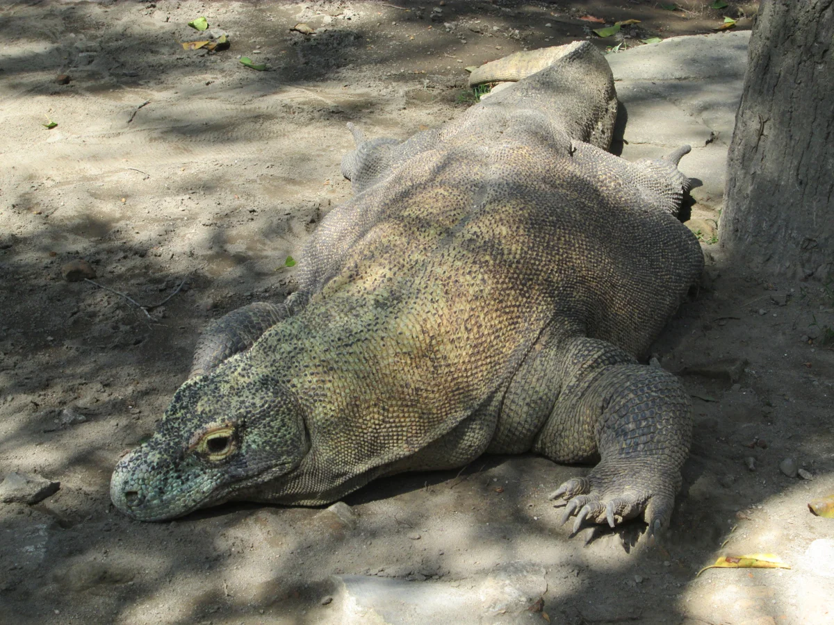 Komodo di Gembira Loka Zoo